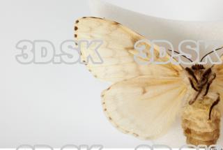 Butterfly Limantria dispar 0018